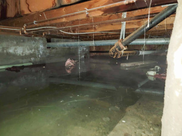 Best Mold removal after water damage  in Edgewater, FL