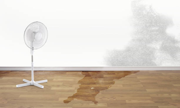 Best Local water damage restoration  in Edgewater, FL